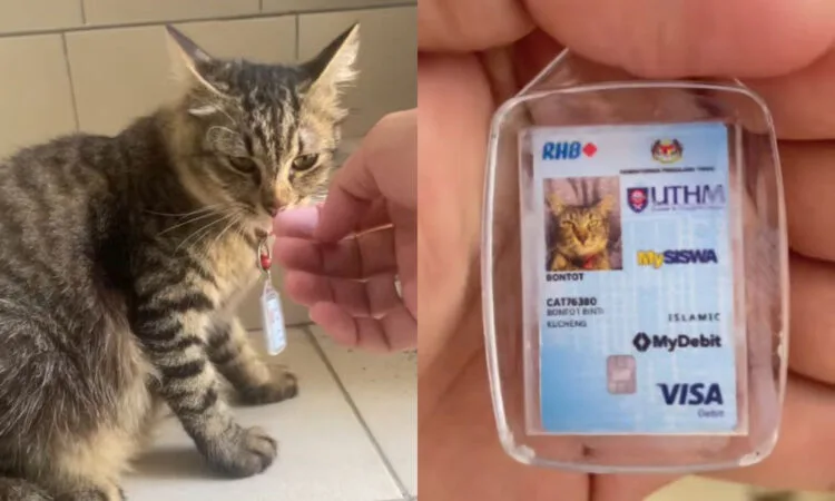 Source: TikTok (@le_ccorn)