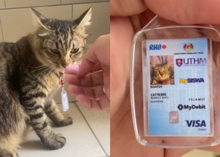 Source: TikTok (@le_ccorn)