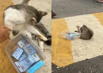 Source: TikTok/zulkha._