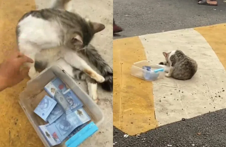 Source: TikTok/zulkha._