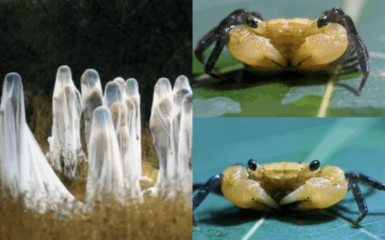 Source: Fly FM, Raffles Bulletin of Zoology