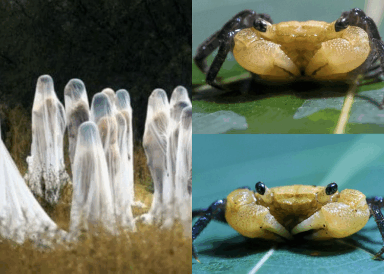 Source: Fly FM, Raffles Bulletin of Zoology