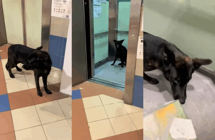 Source: TikTok/hrstiles