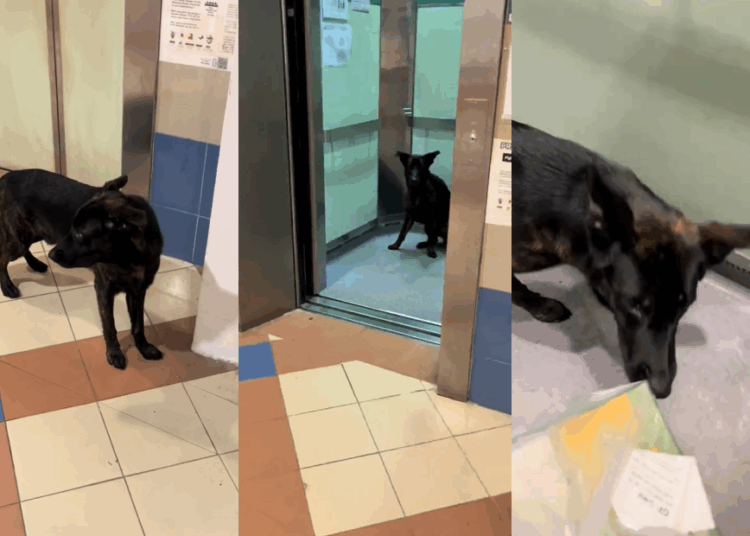 Source: TikTok/hrstiles