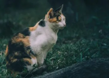 Image Source: Pexel / Blackcurrant Great