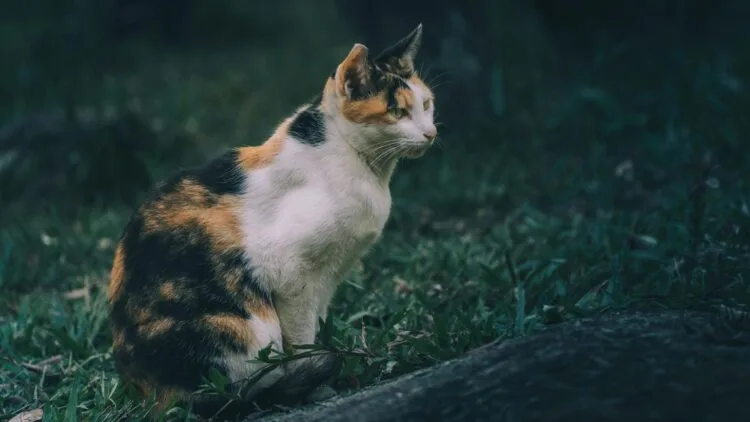 Image Source: Pexel / Blackcurrant Great