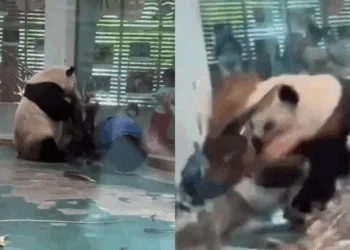 Source: Twitter/kamipapa2