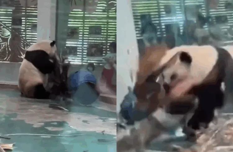 Source: Twitter/kamipapa2