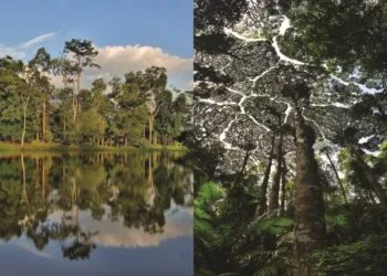 Source: FRIM/Mohamed Harun Abdul Rahman