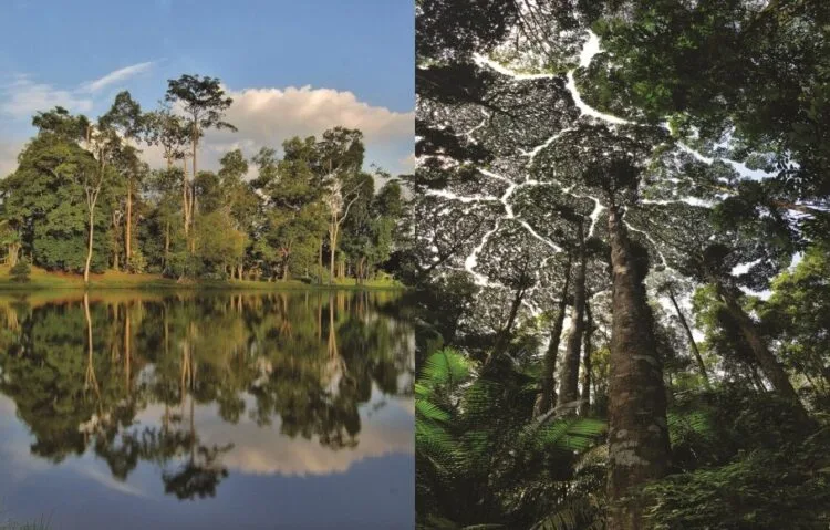 Source: FRIM/Mohamed Harun Abdul Rahman