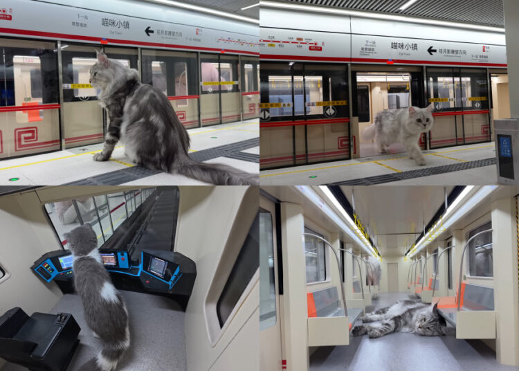 Source: YouTube/Xing's World