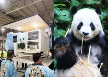 Sources: Facebook/Kementerian Sumber Asli dan Kelestarian Alam (NRES), Facebook/Zoo Negara Malaysia