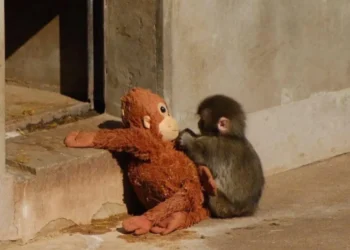 Source: Instagram/punch__monkey