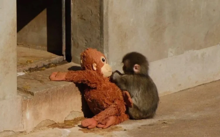 Source: Instagram/punch__monkey