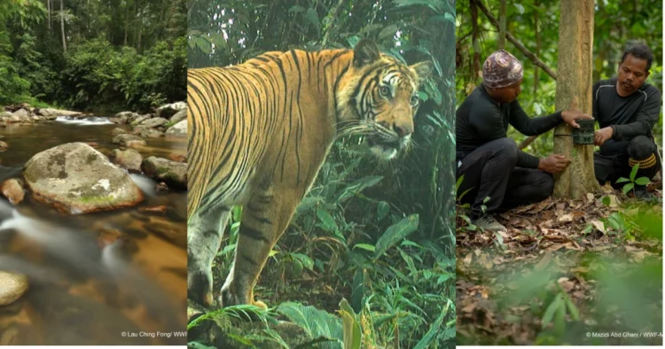 Image Source: Instagram @wwfmy