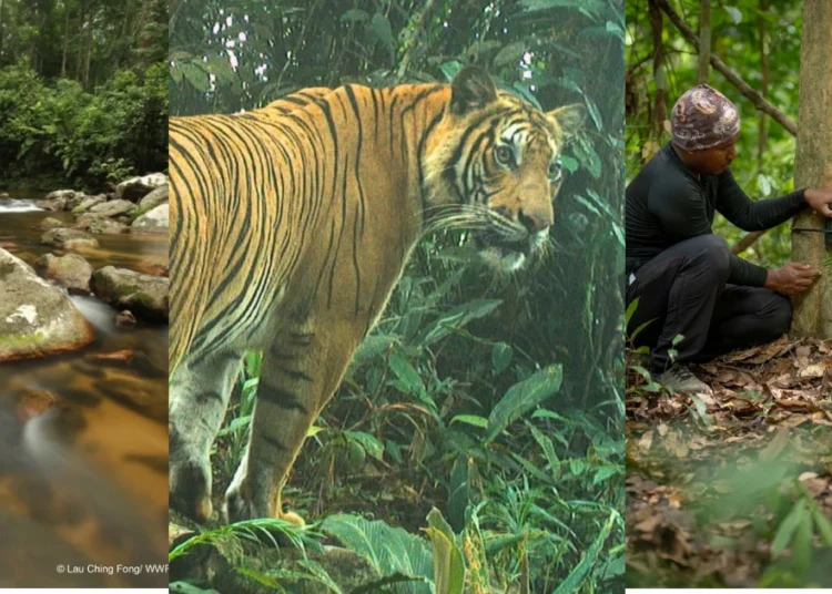 Image Source: Instagram @wwfmy